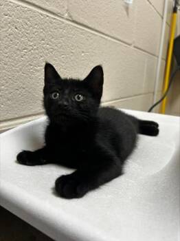 Rafi -  Domestic Medium Hair and Domestic Short Hair Cat for Adoption in Westland, Michigan - Rafi | PetCurious