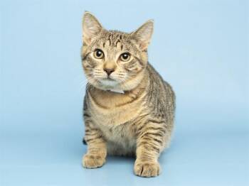 ALLANN -  Domestic Short Hair Cat for Adoption in Phoenix, Arizona - ALLANN | PetCurious