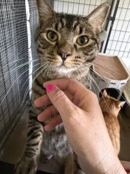 Domestic Short Hair Cats Available for Adoption - Bosh | PetCurious