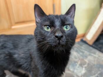 Rescue Domestic Short Hair Cats for Adoption in Port Barrington, Illinois - Batman | PetCurious