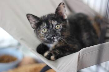 Gracie -  Domestic Short Hair Cat for Adoption in Rockford, Illinois - Gracie | PetCurious