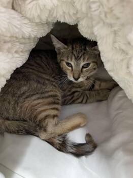 Pearl -  Domestic Short Hair Cat for Adoption in Jim Thorpe, Pennsylvania - Pearl | PetCurious