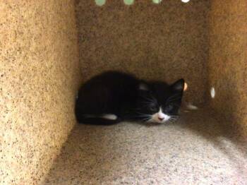 Domestic Short Hair Cats Available for Adoption in Riverside, California - BUZZ LIGHTYEAR | PetCurious