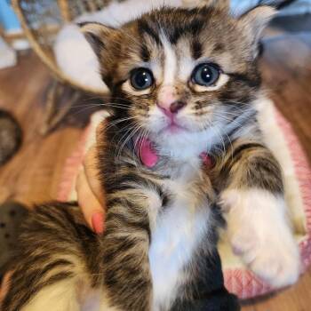 Domestic Long Hair Cats Available for Adoption - Drumstick C10621 | PetCurious