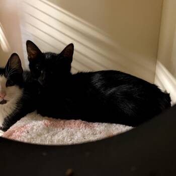 Void -  Domestic Short Hair Cat for Adoption in Garfield, Arkansas - Void | PetCurious