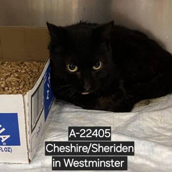 WAGS-Stray-22405 -  Domestic Medium Hair Cat for Adoption in Westminster, California - WAGS-Stray-22405 | PetCurious