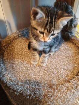 Biscuit -  Domestic Short Hair Cat for Adoption in Linton, Indiana - Biscuit | PetCurious