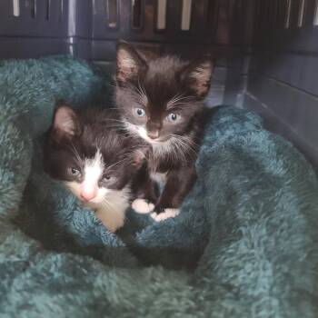 Remy (Xavier kitten 2) -  Domestic Short Hair Cat for Adoption in Westport, Connecticut - Remy (Xavier Kitten 2) | PetCurious