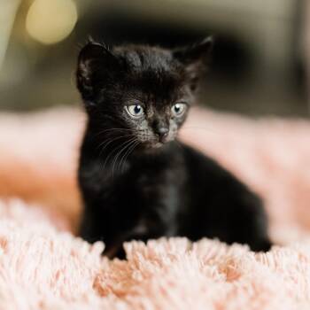 April -  Domestic Short Hair Cat for Adoption in Franklin, Tennessee - April | PetCurious