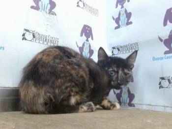 APPLE -  Domestic Short Hair Cat for Adoption in Orlando, Florida - APPLE | PetCurious