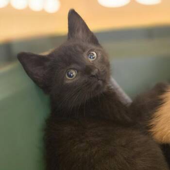 Wednesday -  Domestic Short Hair Cat for Adoption in Oakland, California - Wednesday | PetCurious