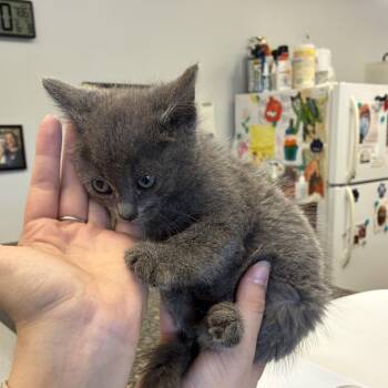 High Light -  Domestic Short Hair Cat for Adoption in Morganfield, Kentucky - High Light | PetCurious