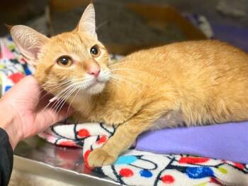BENSON -  Domestic Short Hair Cat for Adoption in Fort Wayne, Indiana - BENSON | PetCurious