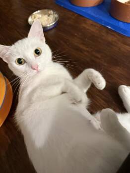 Vanilla (26-225 C) -  Domestic Short Hair Cat for Adoption in Lansing, Michigan - Vanilla (26-225 C) | PetCurious