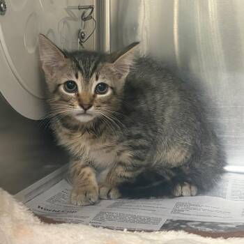 Denver -  Domestic Short Hair Cat for Adoption in Milton, Florida - Denver | PetCurious