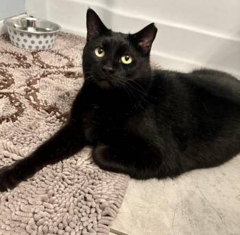 Cole -  Domestic Short Hair Cat for Adoption in Fairfax, Virginia - Cole | PetCurious