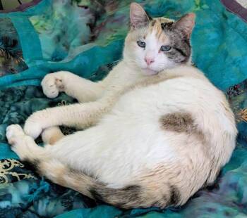 Domestic Short Hair Cats Available for Adoption in Minneapolis, Minnesota - Brie | PetCurious