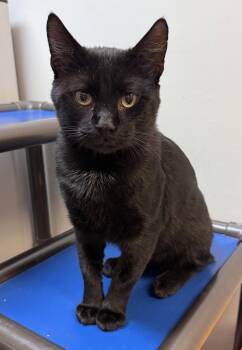 Bob (bobtail) -  Domestic Short Hair Cat for Adoption in Herndon, Virginia - Bob (bobtail) | PetCurious