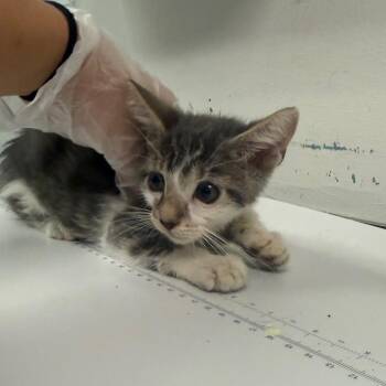 Kylo -  Domestic Medium Hair Cat for Adoption in Charleston, West Virginia - Kylo | PetCurious