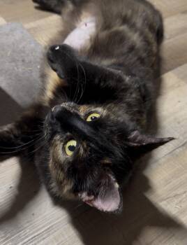 Gretchen -  Domestic Medium Hair Cat for Adoption in Pocatello, Idaho - Gretchen | PetCurious