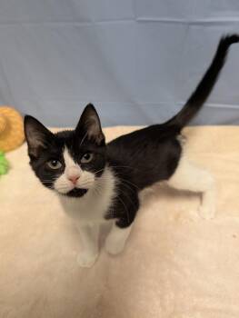 Cosmos -  Domestic Short Hair Cat for Adoption in Greensboro, North Carolina - Cosmos | PetCurious