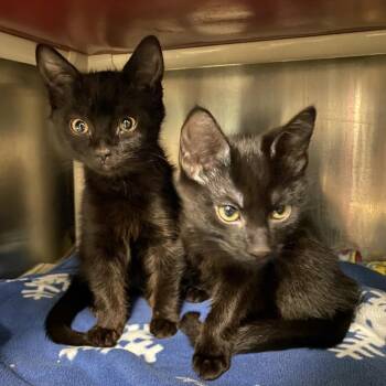 Domestic Short Hair Cats Available for Adoption in Walker, Michigan - Nolan | PetCurious