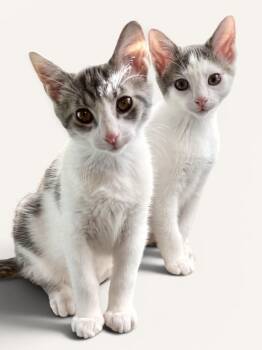 Domestic Short Hair Cats Available for Adoption in Wyandotte, Michigan - MAMBO & CALYPSO | PetCurious