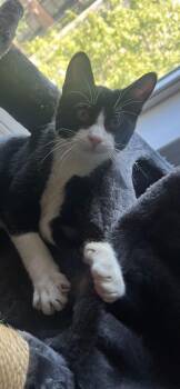 Tucker C. -  Domestic Short Hair and Tuxedo Cat for Adoption in Frisco, Texas - Tucker C. | PetCurious