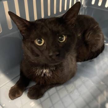 Jabba -  Domestic Short Hair Cat for Adoption in Allentown, Pennsylvania - Jabba | PetCurious