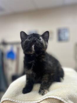BIPPITY -  Domestic Short Hair Cat for Adoption in Aliquippa, Pennsylvania - BIPPITY | PetCurious