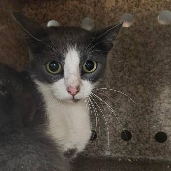 Barn Cat 40 -  Domestic Short Hair Cat for Adoption in Independence, Kansas - Barn Cat 40 | PetCurious