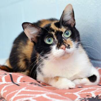 Miko -  Domestic Short Hair Cat for Adoption in Sanford, Florida - Miko | PetCurious