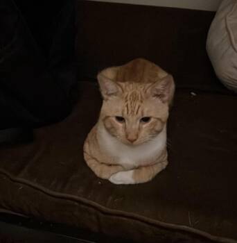 Rescue Domestic Short Hair and Tabby Cats for Adoption in New York, New York - Charlie *foster Needed* | PetCurious