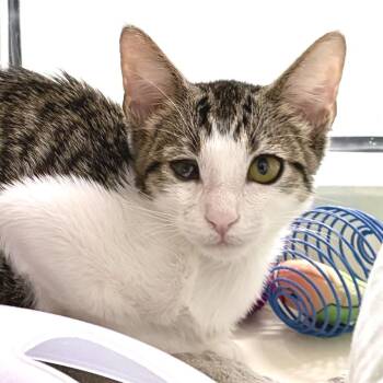 Abel -  Domestic Short Hair Cat for Adoption in Sarasota, Florida - Abel | PetCurious