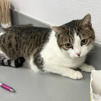 Domestic Short Hair and Tabby Cats Available for Adoption - Tuna | PetCurious