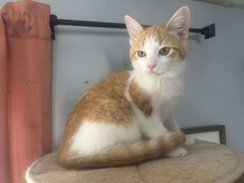 Rescue Domestic Short Hair Cats for Adoption in Duluth, Minnesota - Habanero | PetCurious