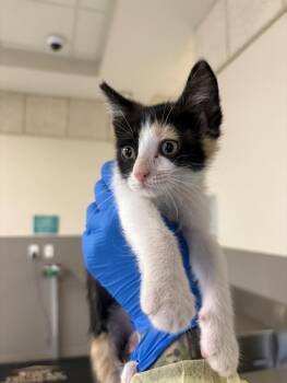 MUFFIN -  Domestic Short Hair Cat for Adoption in Las Vegas, Nevada - MUFFIN | PetCurious