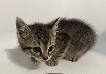 Montana -  Tabby Cat for Adoption - Montana | PetCurious