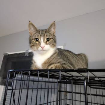 Rescue Domestic Short Hair Cats for Adoption in Reisterstown, Maryland - Henry | PetCurious