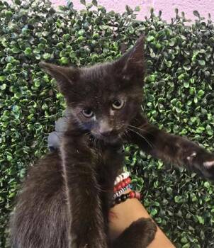 61101709 -  Domestic Short Hair Cat Available for Adoption in El Paso, Texas - 61101709 | PetCurious