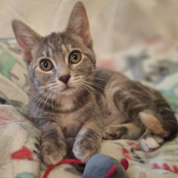 Mouse (In Foster) -  Domestic Short Hair Cat for Adoption in Watertown, Wisconsin - Mouse (In Foster) | PetCurious