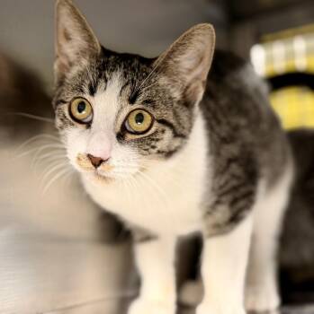Gidget -  Domestic Short Hair Cat for Adoption in Jackson Township, New Jersey - Gidget | PetCurious
