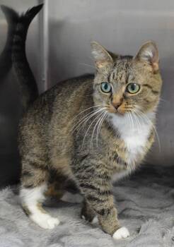 Cartwheel -  Domestic Short Hair Cat for Adoption - Cartwheel | PetCurious