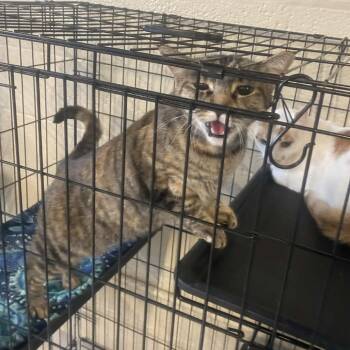 Rescue Domestic Short Hair Cats for Adoption in Huntington, West Virginia - Punkin | PetCurious