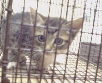 BUTTERFLY -  Domestic Short Hair Cat for Adoption in Sacramento, California - BUTTERFLY | PetCurious