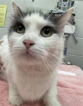 ICICLE -  Domestic Medium Hair Cat for Adoption in Peoria, Illinois - ICICLE | PetCurious