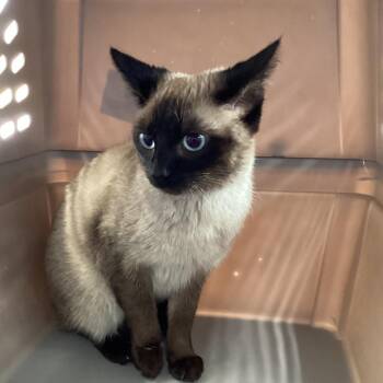Akasha -  Siamese Cat for Adoption in Montgomery, Alabama - Akasha | PetCurious