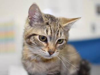 Biscuit -  Domestic Short Hair Cat for Adoption in Portland, Oregon - Biscuit | PetCurious