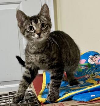 Ladybug -  Tabby and Domestic Short Hair Cat for Adoption in Vaughan, Ontario - Ladybug | PetCurious
