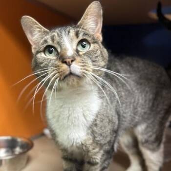 Rescue Domestic Short Hair Cats for Adoption in Philadelphia, Pennsylvania - Marcelline | PetCurious